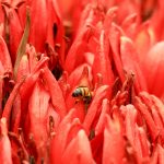 27411755635_2bd33c72f7_k