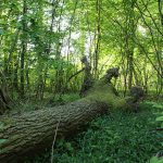 49809676658_726710905b_c