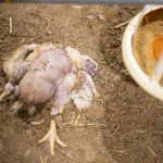 51007042555_69f7df961c_c