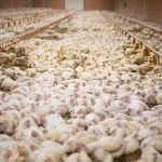 51076327352_9d86ed9fe9_c