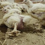 51080757188_1bf3a99cf8_c