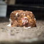 51123346006_a1f0cc322c_k