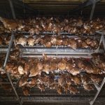 51124144165_4935ef1fbc_k