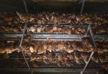 Enquête L214 : 7 choses (brutales) à savoir sur les œufs CODE 2