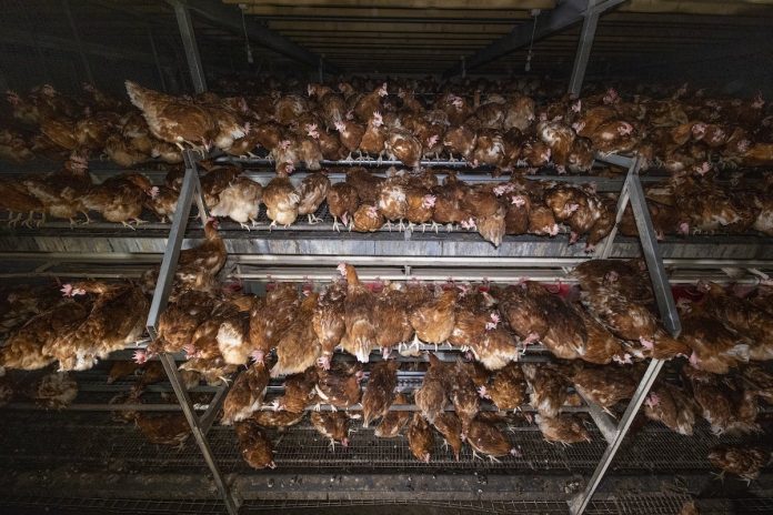 Enquête L214 : 7 choses (brutales) à savoir sur les œufs CODE 2