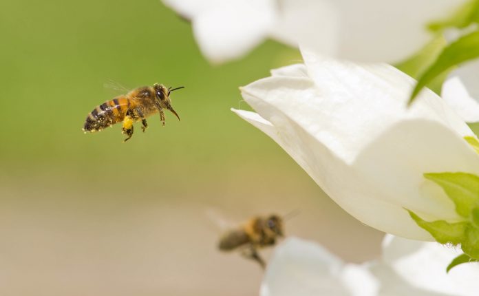 Biomiméthique : un autre rapport au vivant pour préparer l’avenir