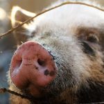 insultes-noms-animaux-antispecisme-scaled