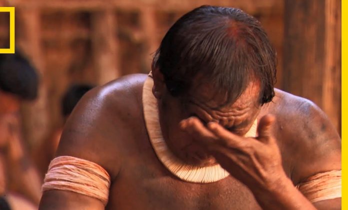 La déforestation s’accélère : la forêt primaire a perdu 1,7 million d’hectares en 2020