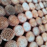 176151023_10223075306503100_6139076736324176326_n