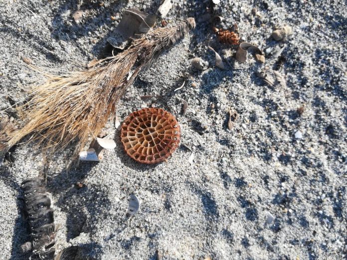 Biomédias sur nos plages : un désastre écologique et sanitaire