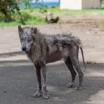 28051999538_3283c4fbcf_o