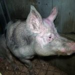 51145662092_45a5ea4988_c