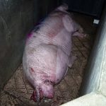 51146336376_82ef674942_c