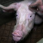 51147122319_a4835050c0_c