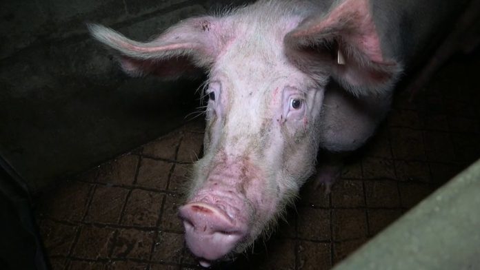 L214 dévoile l’horreur à l’abattoir de truies de Briec