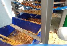 Enquête accablante dans une usine de pizzas Buitoni