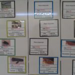 BuitoniCaudry1 tableau corps étrangers 5