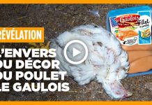 L214 parodie les publicités des géants du poulet Le Gaulois, Maître Coq et Marie