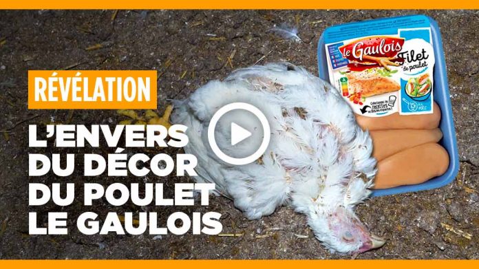 L214 parodie les publicités des géants du poulet Le Gaulois, Maître Coq et Marie
