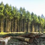 Deforestation France @DefachelleChristian-Flickr