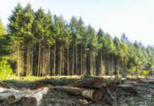 Malforestation : toujours plus d’arbres, mais moins de vraies forêts