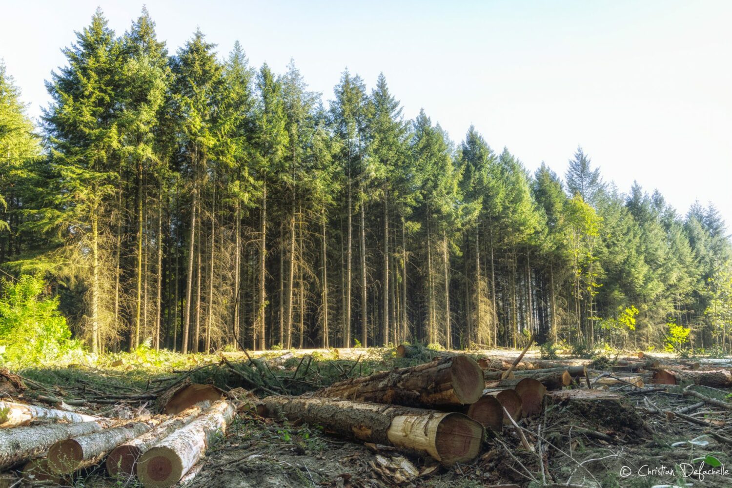 Pour une protection juridique des arbres hors forêt