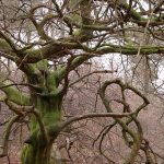 Faux_de_Verzy_en_hiver