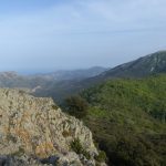 Forêt de Massane @Perseide