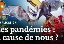 Origine animale des pandémies : il est urgent de changer de modèle