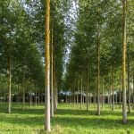 Plantation de peupliers France @RossJolliffe-Flickr