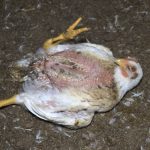 poulet-agonie-deplume
