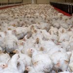poulets-elevage-forte-densite