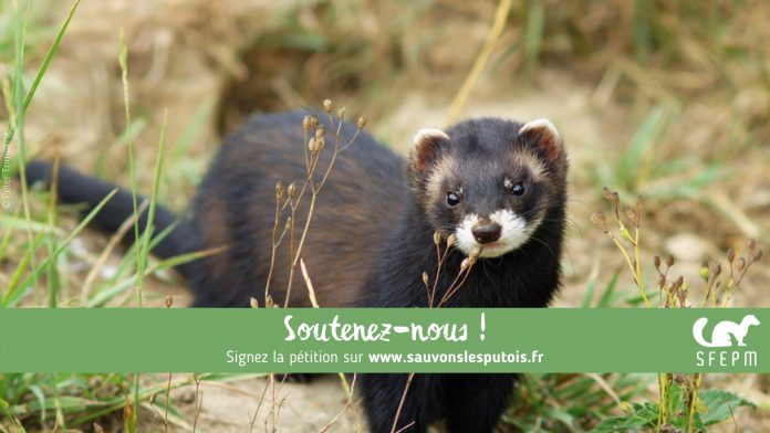 « Sauvons les putois ! » : un plan d’urgence pour sauvegarder l’espèce