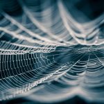 SpiderWeb