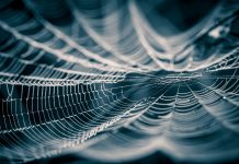 Cambridge a mis au point un bio-plastique écologique en « soie végane »