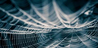 Cambridge a mis au point un bio-plastique écologique en « soie végane »