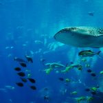 whale-shark-281498_1280