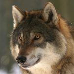 wolf-725380_1280