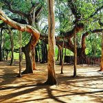 800px-The_Banyan_Tree_(Ficus_benghalensis)_,_Auroville_,Pondicherry