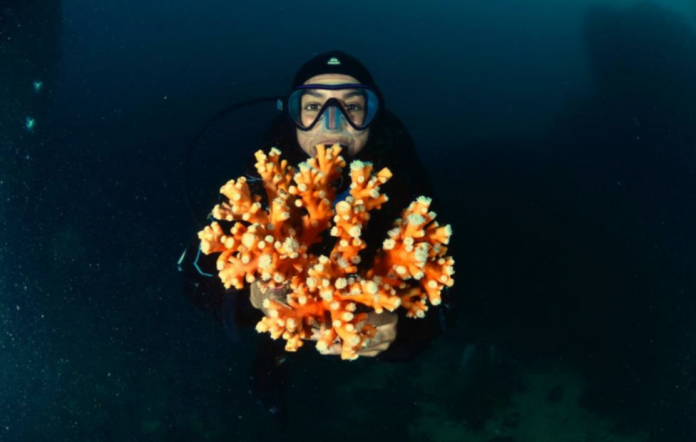 Une nurserie pour sauver les récifs coralliens en Méditerranée