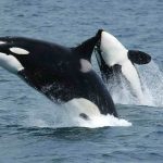 Killerwhales_jumping
