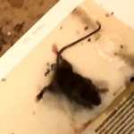 Screenshot 2021-07-27 18.31.11