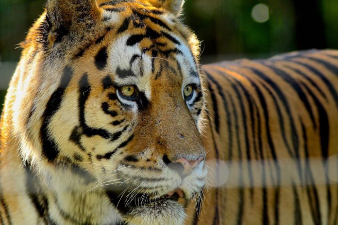 Charte du Droit du Vivant, une avancée dans la protection des animaux ?