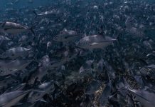 La migration du thon affectée par le climat : une catastrophe pour les nations insulaires