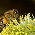 bee-18192_1280