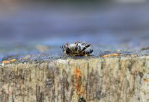 Étude : la menace des pesticides sur les abeilles largement sous-estimée