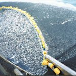 400 tonnes de chinchard du Chili pêchées par un senneur chilien