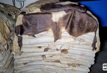 Cuir de veau : fuite d’images glaçantes dans l’industrie du luxe à la française