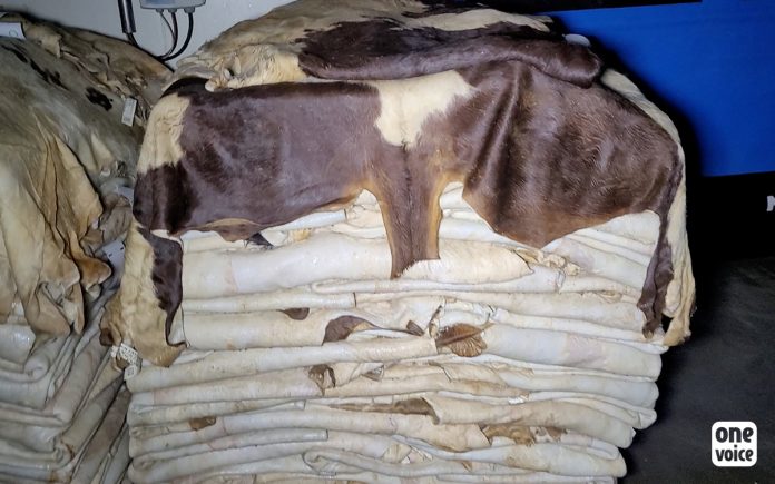 Cuir de veau : fuite d’images glaçantes dans l’industrie du luxe à la française