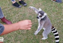 Maltraitance envers les animaux : une plainte déposée contre le Parc Saint-Léger